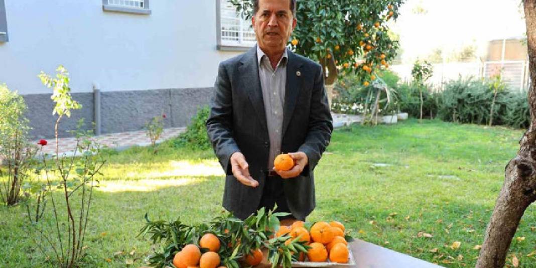 Sezonu 15 TL’den açtı fiyat düşüşü onu en ucuz meyve yaptı: Dalında 3, pazarda 5-10 TL! 4